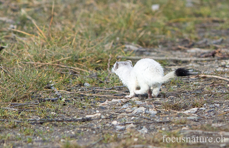 Hermine 5079.jpg - Hermine, Mustela erminea, en pelage d'hiver (Genève, Suisse, mars 2013)